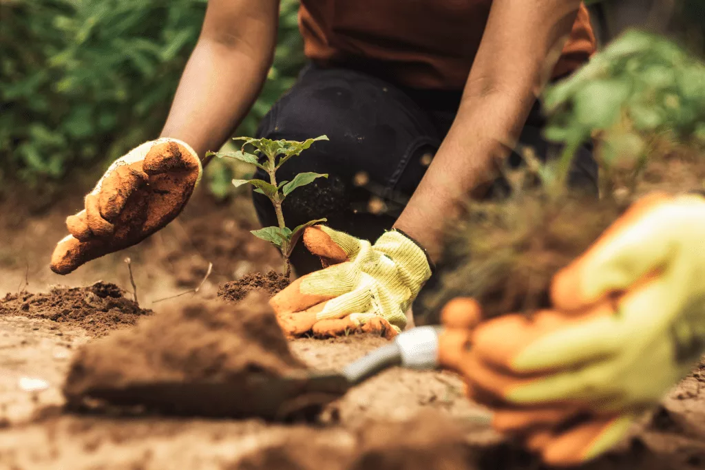 A photograph of someone sitting on the ground, focused on their hands as they're planting a plant. Another hand doing the same is on the foreground, blurred.